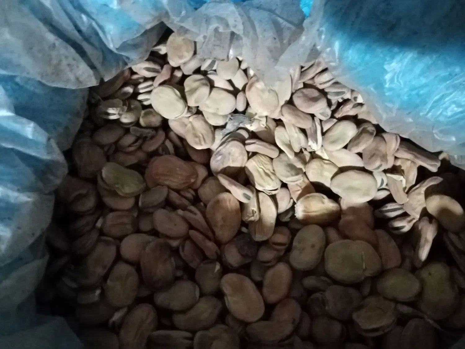 فروش بذر گندم و باقلا و سیر بذربرنج بهنام|عمده‌فروشی|کوهی‌خیل, |دیوار