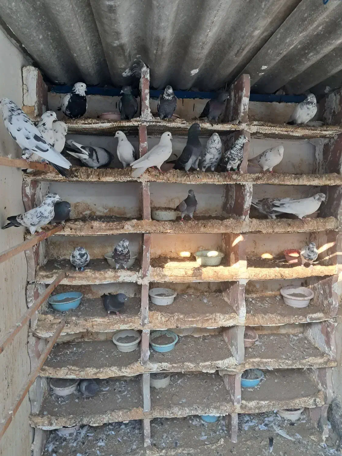 کبوتر ساعت سنگین|پرنده|سیمین شهر, |دیوار