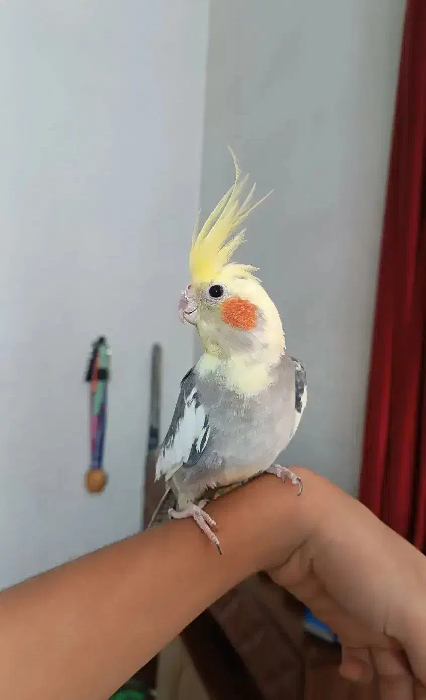 عروس هلندی سخنگو دستی نر|پرنده|سمنان, |دیوار