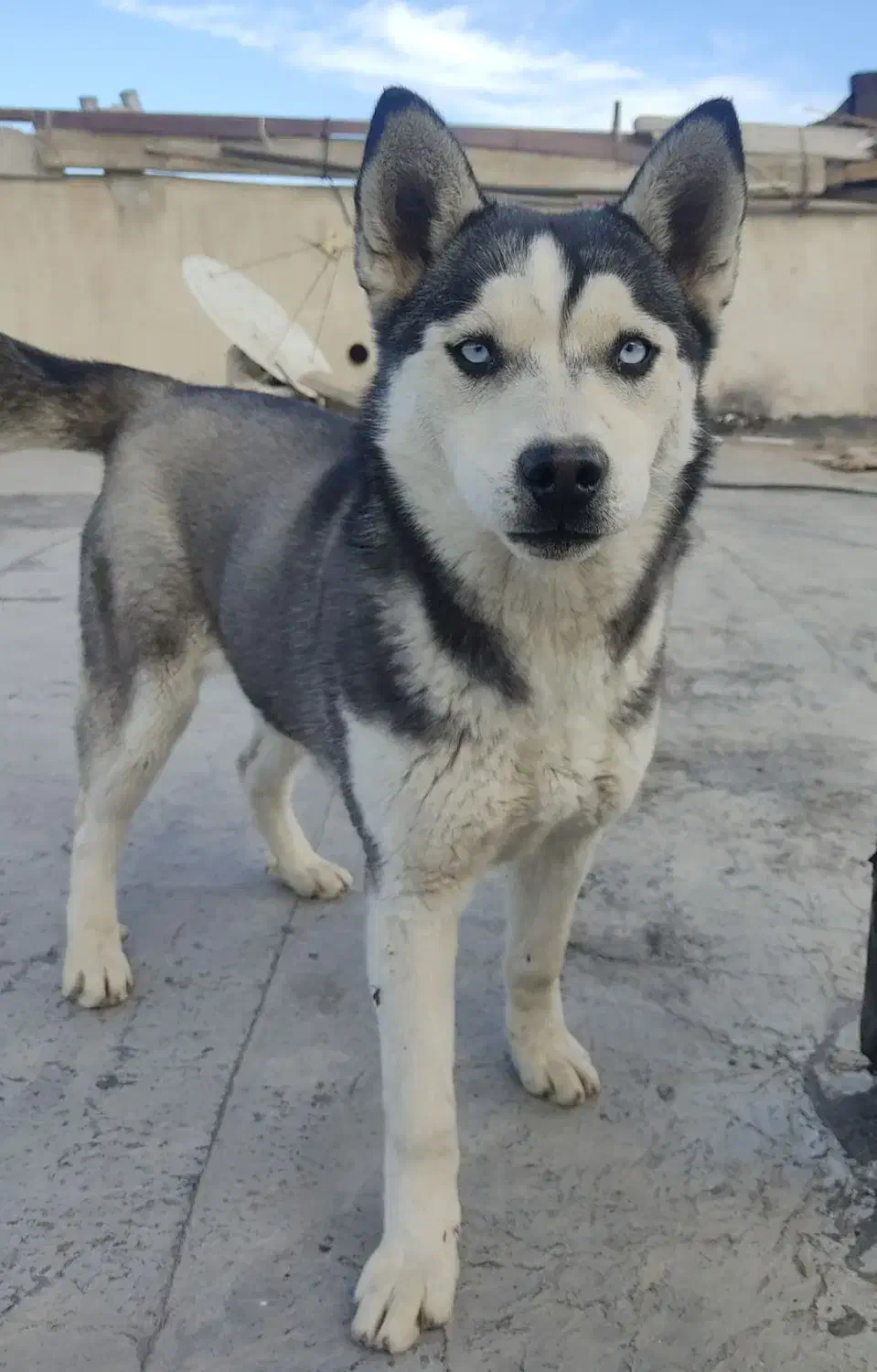 سگ  هاسکی|سگ|اردبیل, |دیوار