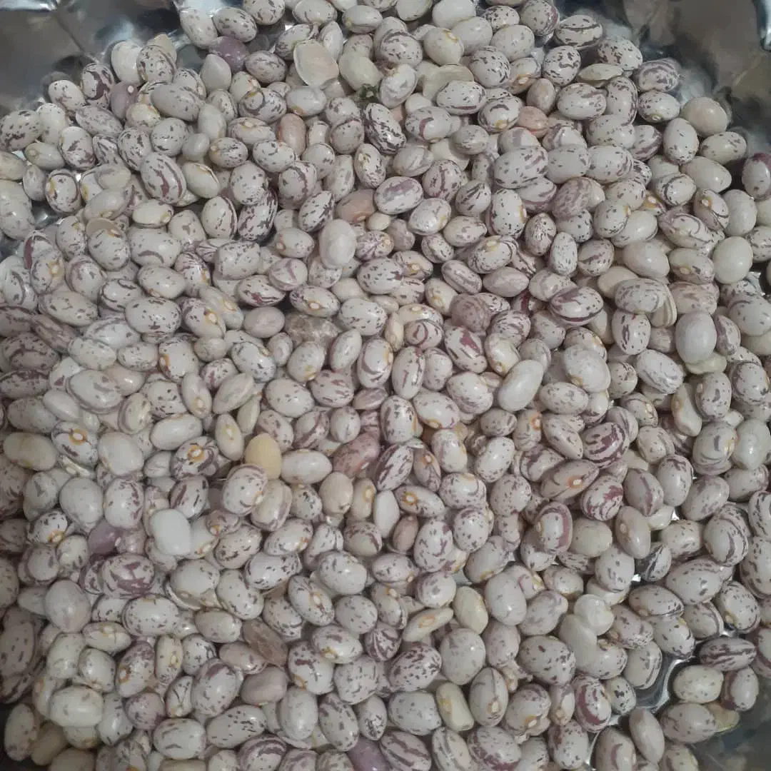 فروش لوبیا چیتی درجه یک|عمدهفروشی|شیراز, گلشن|دیوار