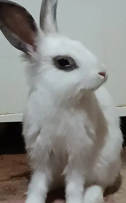 خرگوش سالم 200تخفیفم به خریدار میدم|موش و خرگوش|پاکدشت, پاکدشت (مامازند)|دیوار