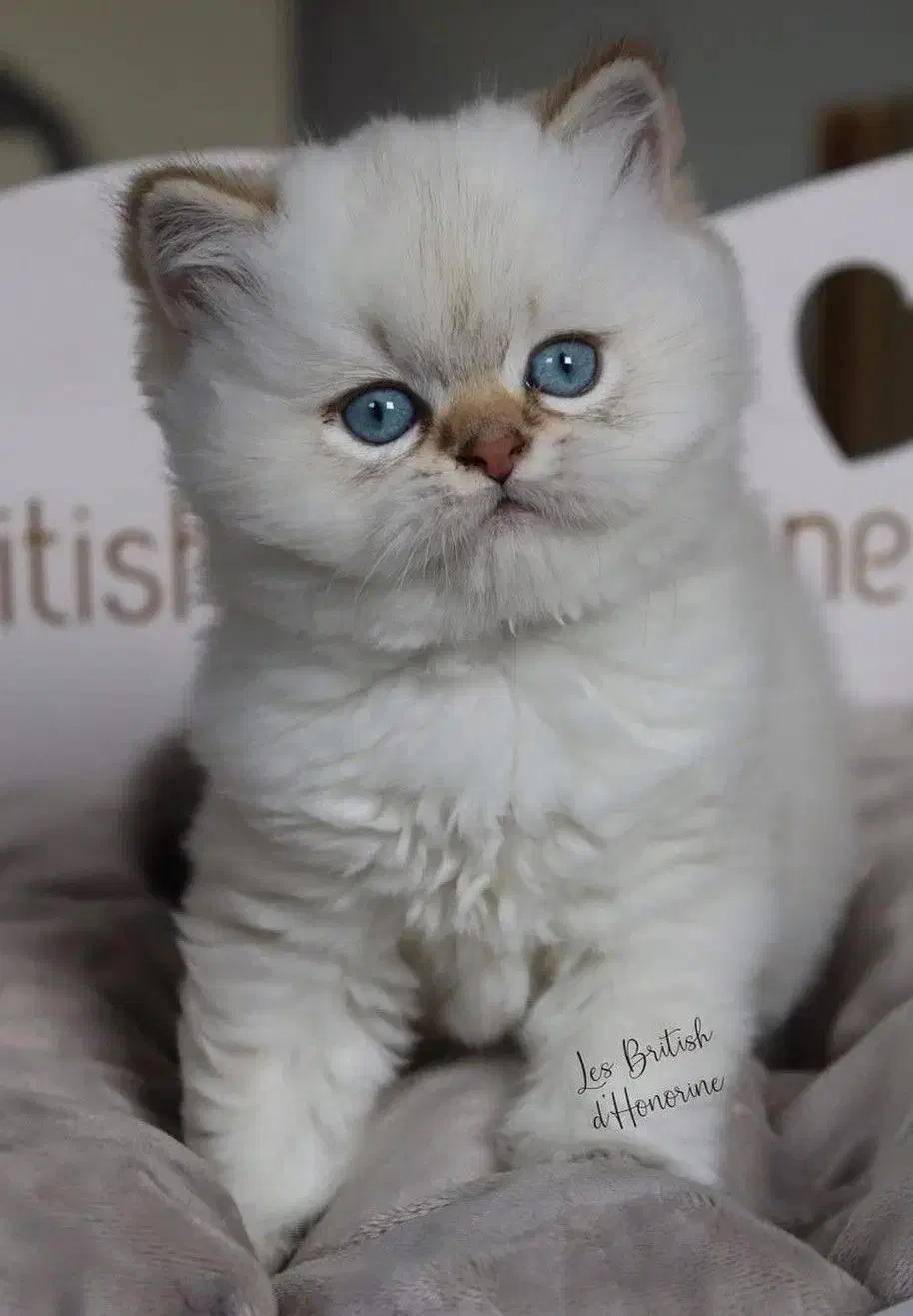 بریتیش بلوپوینت خاص ترین رنگ|گربه|تهران,  امام زاده قاسم (نیاوران)|دیوار