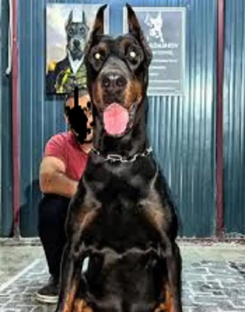 دوبرمن اروپایی قد بلند وژرمن شپهرد شولاین موبلند|سگ|تهران, شادمان|دیوار