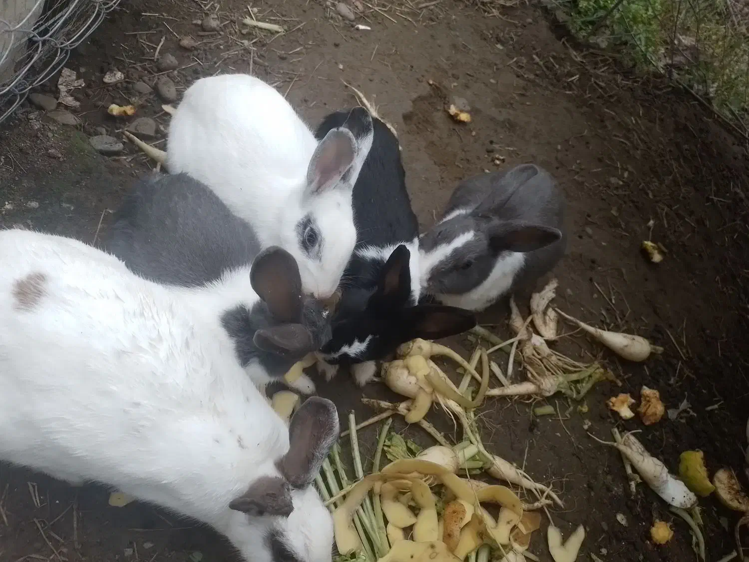 خرگوش|موش و خرگوش|رضوانشهر, |دیوار