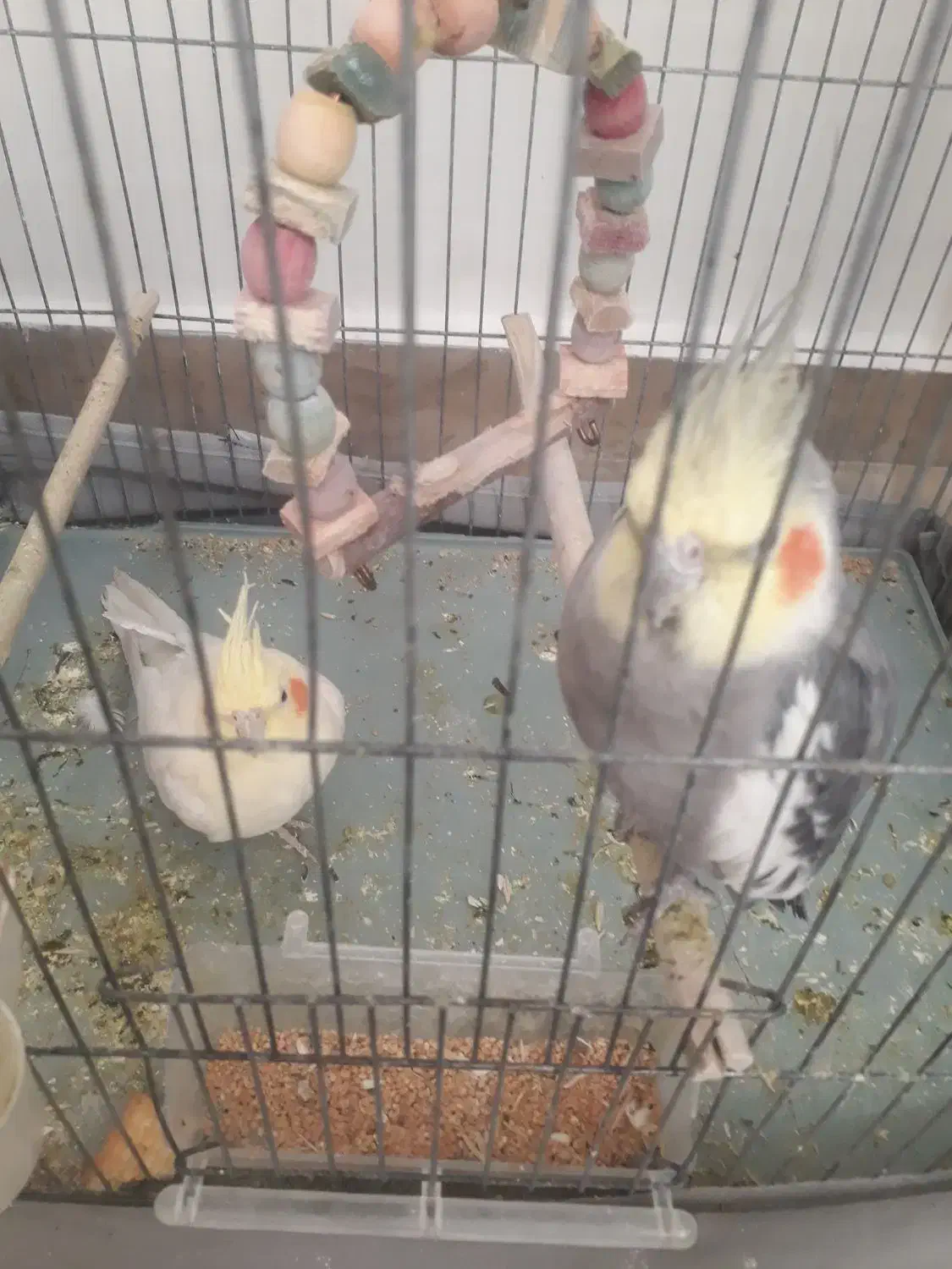 عروس هلندی جفت و مولد|پرنده|خلخال, |دیوار