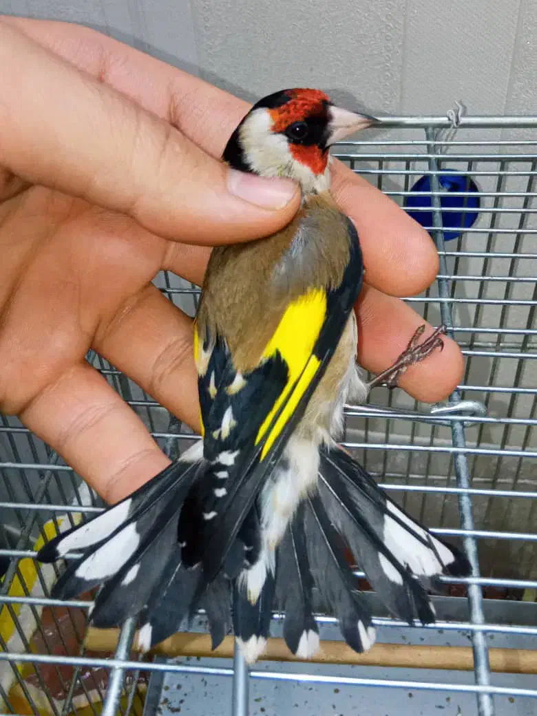 سهره نر یه وجبی بخون|پرنده|تهران, مسعودیه|دیوار