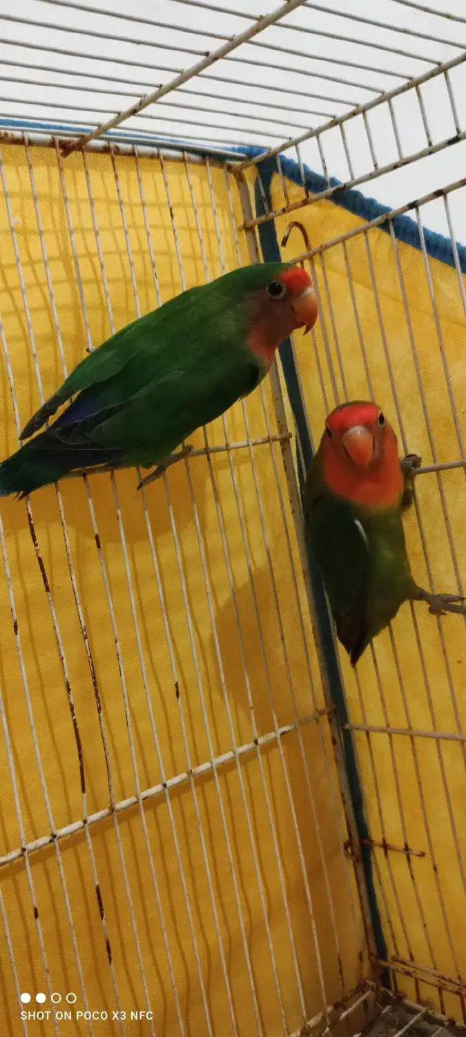 دوعددطوطی  کوتوله بجستان|پرنده|بجستان, |دیوار