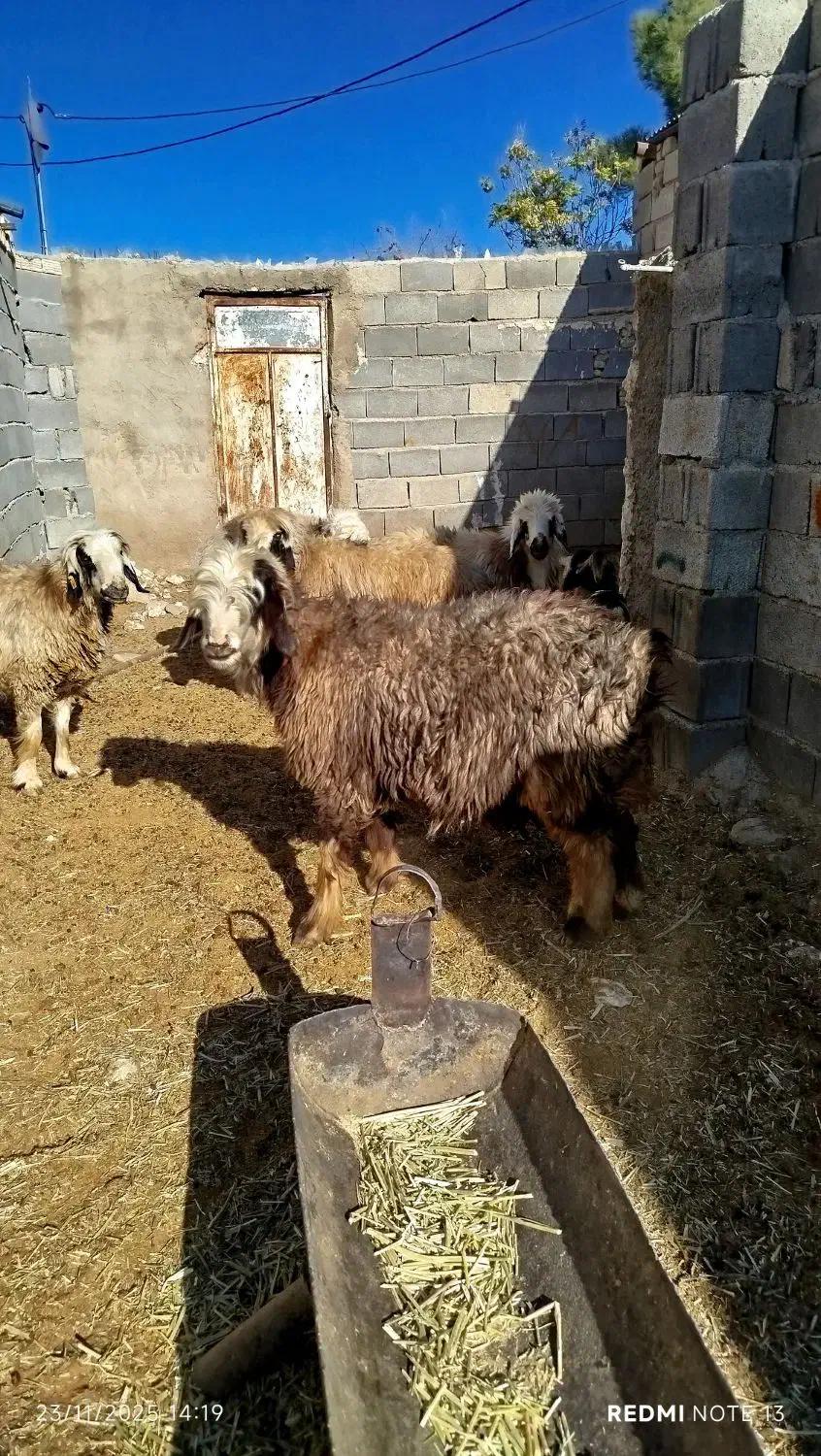 میش بره دار و آبستن|حیوانات مزرعه|ارسنجان, |دیوار