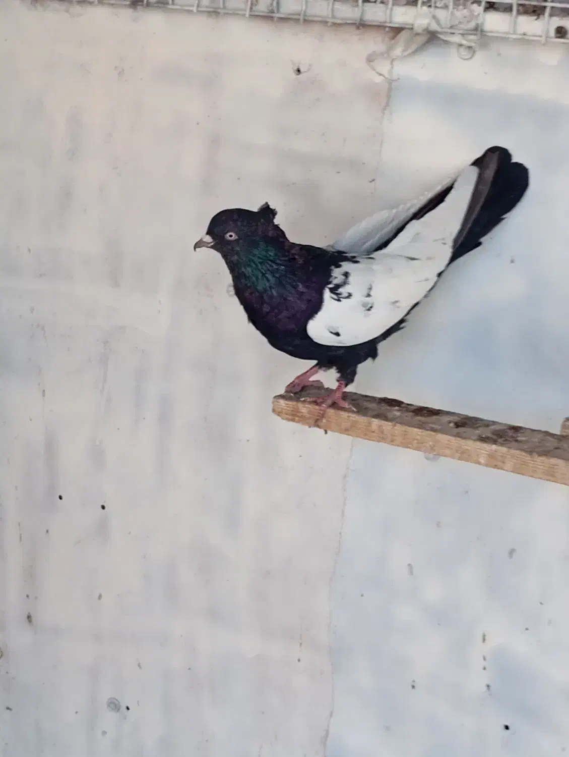 فروش سینه سیاه نر|پرنده|مسجد سلیمان, |دیوار