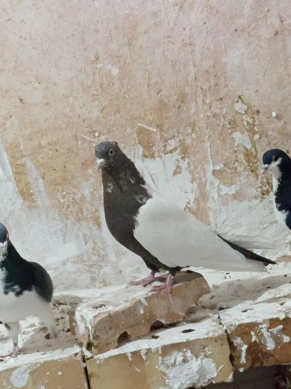 آلمانی ماده 40 سانتی|پرنده|فیروزه, |دیوار