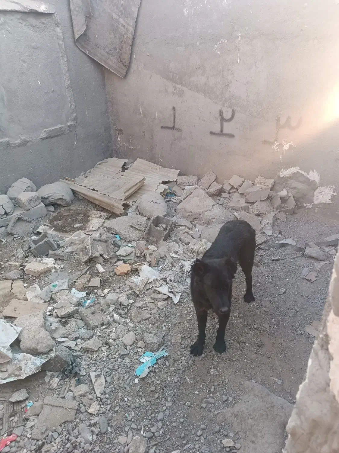 سگ قدرجونی|سگ|ورامین, ورامین|دیوار