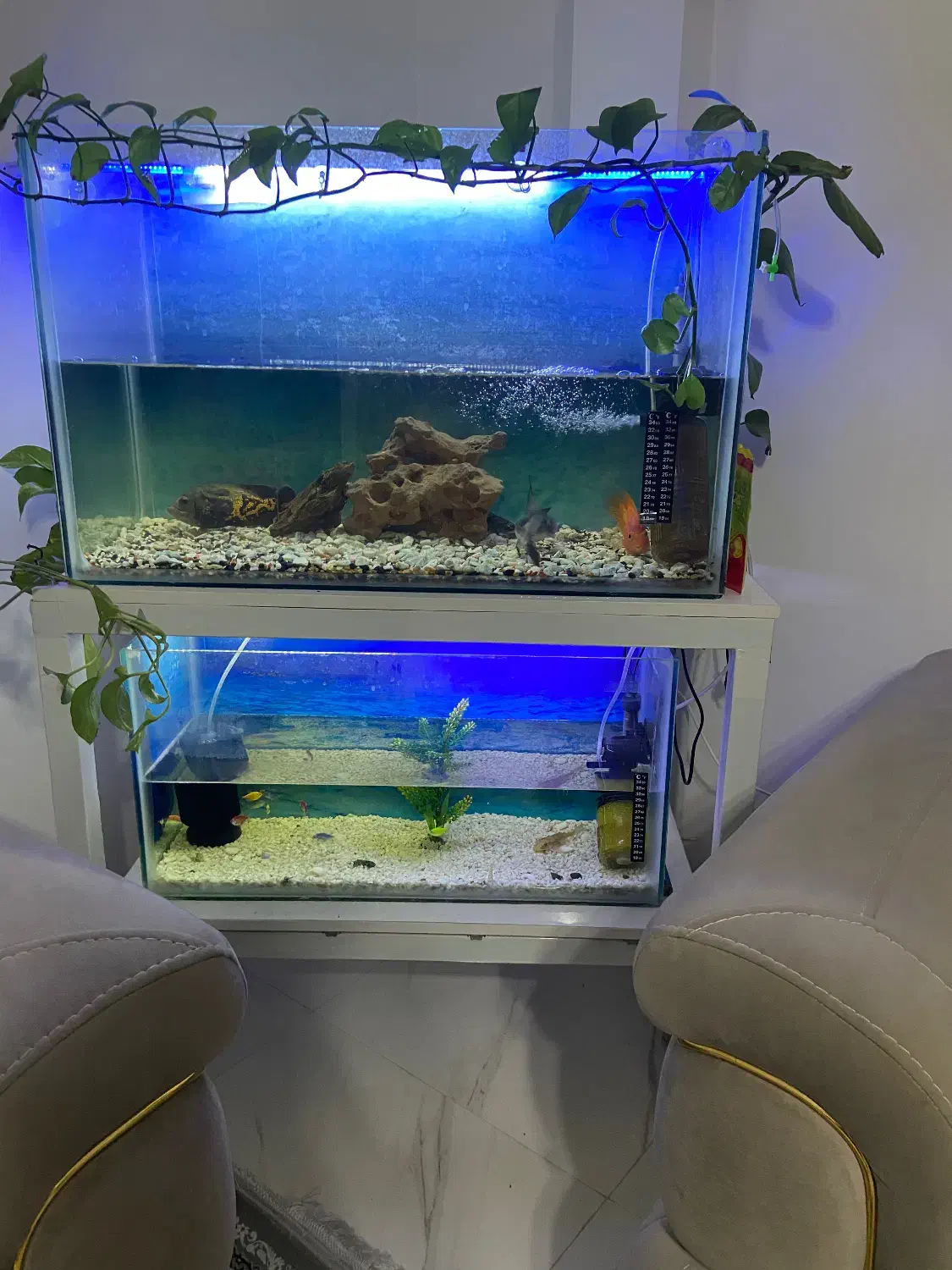 دو عدد آکواریوم|ماهی|ساوه, |دیوار