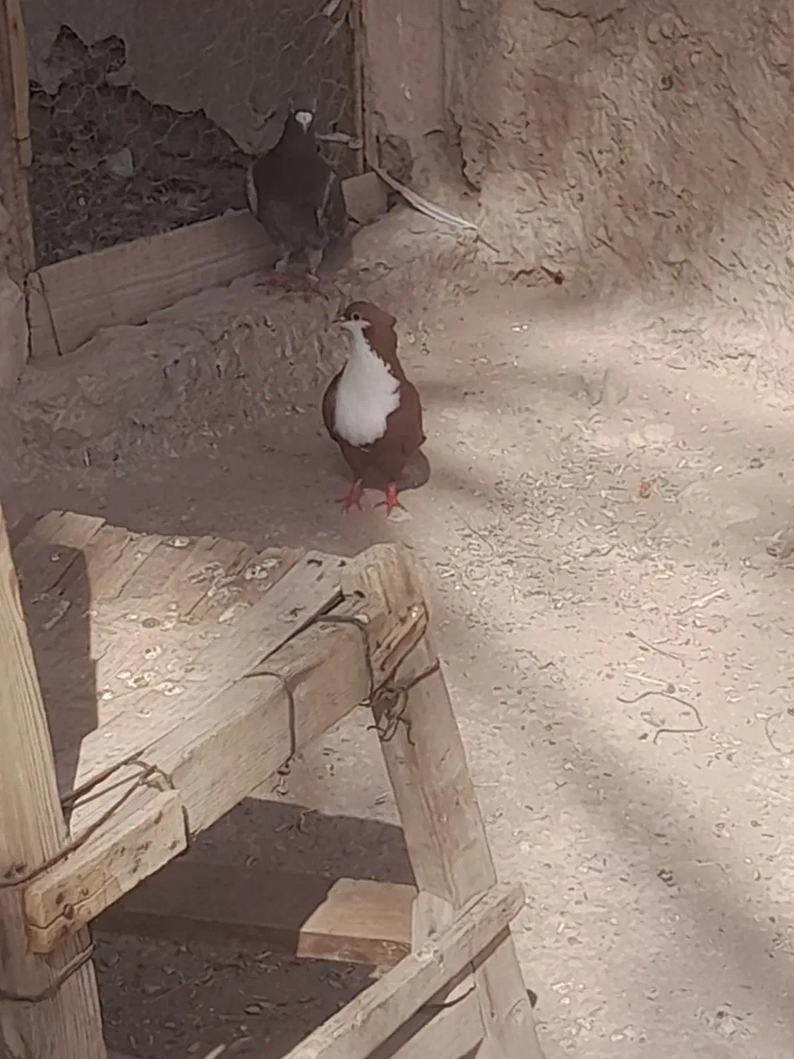 کبوتر ریش سرخ|پرنده|سیب و سوران, |دیوار