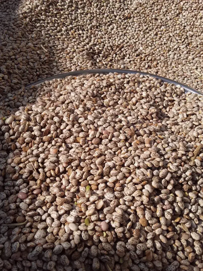 لوبیا چیتی درجه یک|خوردنی و آشامیدنی|اصفهان, فرودگاه شهید بهشتی|دیوار