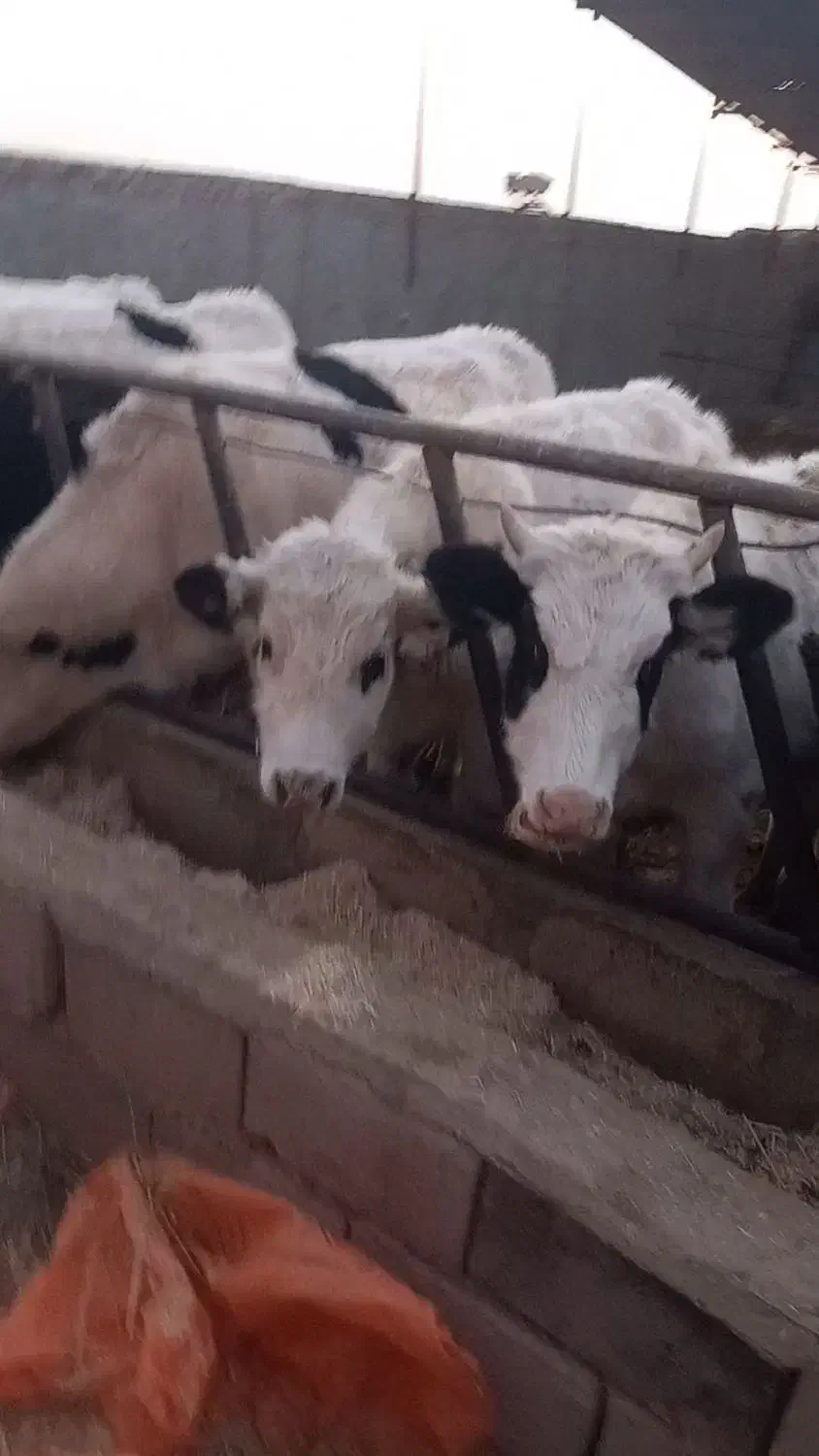 گوساله نر ۲۵۰|حیوانات مزرعه|شال, |دیوار