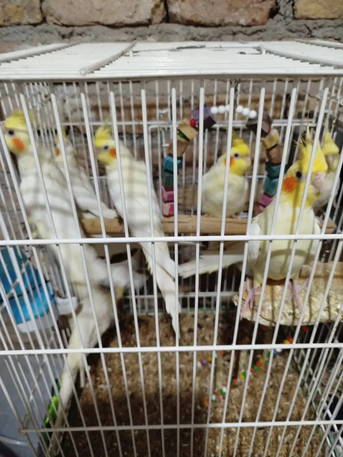 عروس هلندی|پرنده|اقبالیه, |دیوار