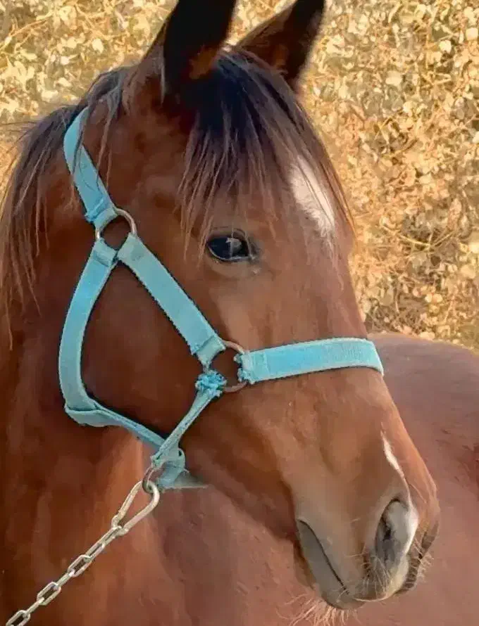 مادیان عرب اصیل **اقساط**|اسب و تجهیزات اسبسواری|اهواز, نادری|دیوار