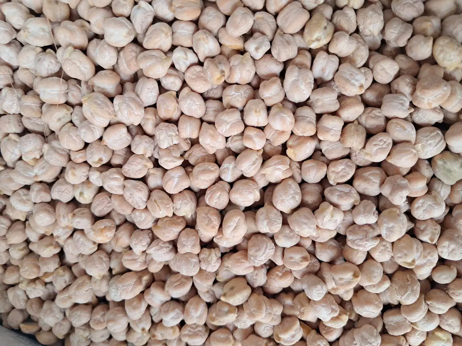 حبوبات ایرانی درجه ۱ نرخ عمده ارزان|خوردنی و آشامیدنی|کوهدشت, |دیوار