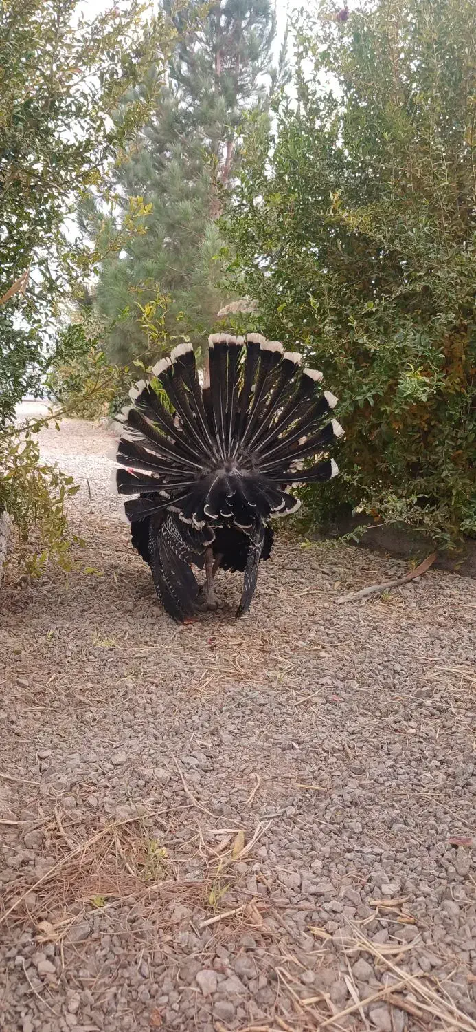 بوقلمون نر و ماده|حیوانات مزرعه|اصفهان, همدانیان|دیوار