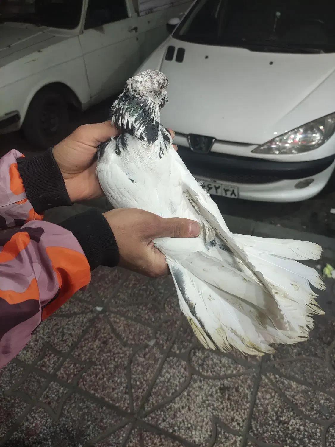 کفترخوش رخ|پرنده|فردیس, شهرک شهید حسینی|دیوار