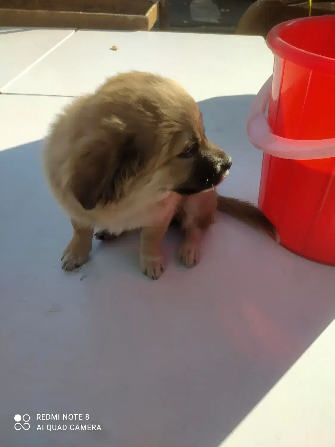 با سلام یک عدد توله سگ اشپیتز آلمانی|سگ|تبریز, |دیوار