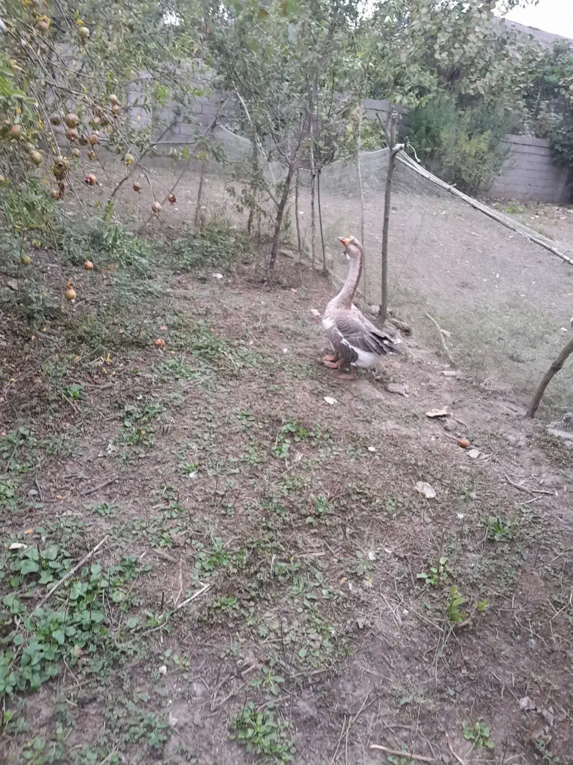 یک جفت قوغاز|حیوانات مزرعه|رودسر, |دیوار