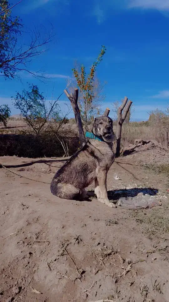 گم شده|سگ|خوی, |دیوار