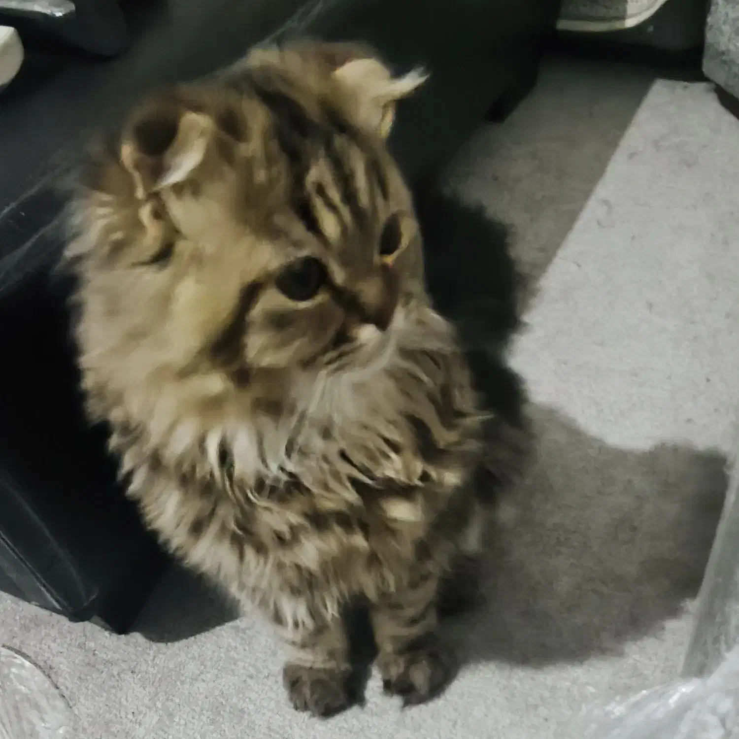 فروش گربه|گربه|زاهدان, |دیوار