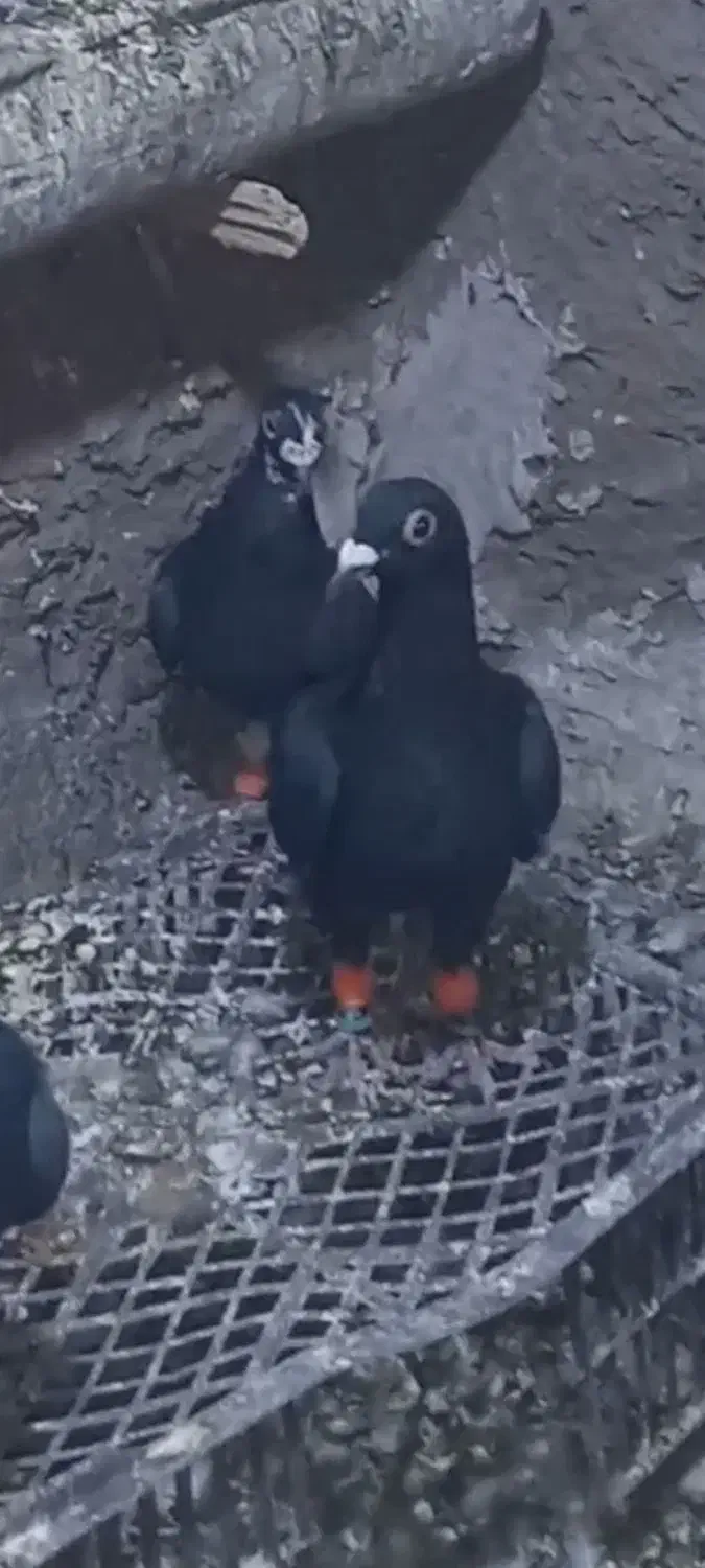 گمشده|حیوانات|سلیمان, |دیوار