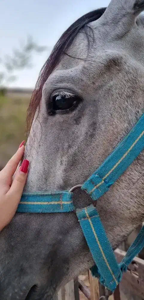 اسب نر ، دوساله ، مدارک دار|اسب و تجهیزات اسبسواری|مسجد سلیمان, |دیوار