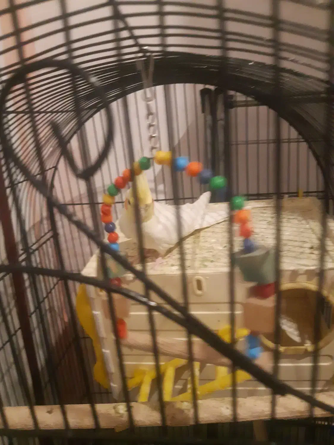 عروس هلندی|پرنده|صباشهر, |دیوار