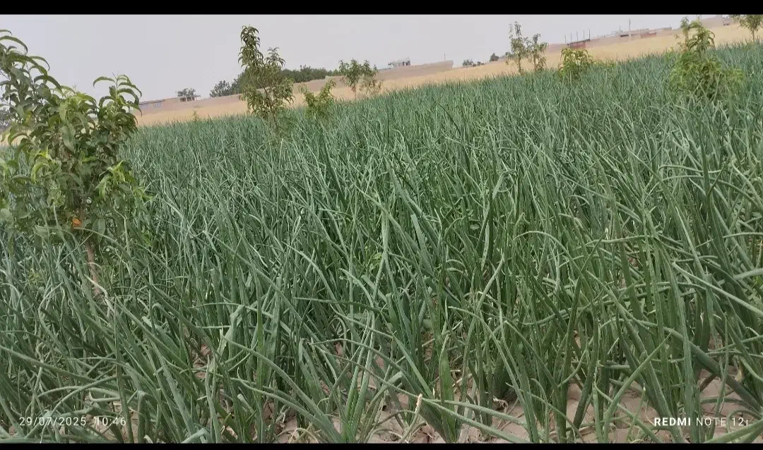 زمین ویلایی|فروش زمین و ملک کلنگی|صوفیان, |دیوار