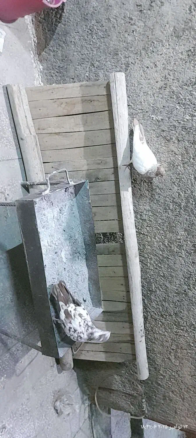 منقل اهنی (ک ب و ت ر ا )فروشین|اجاق گاز و لوازم برقی پختوپز|خرمآباد, |دیوار