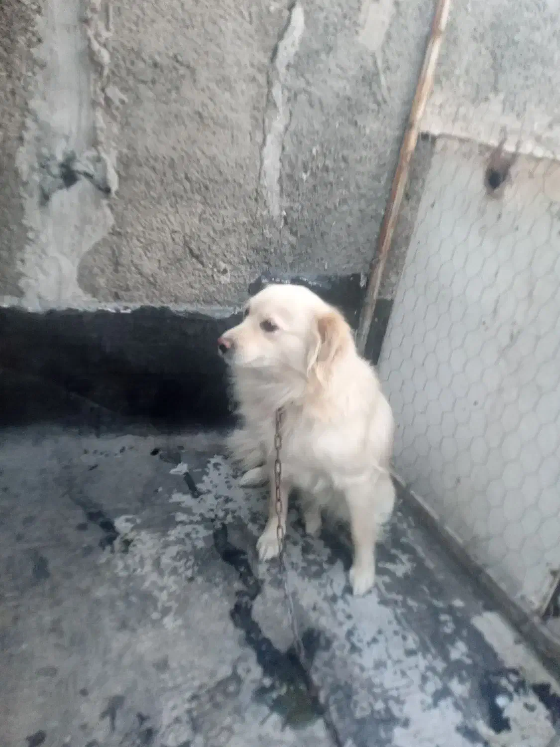 سگ ماده اشپیتز ۲ساله|سگ|وحیدیه, |دیوار