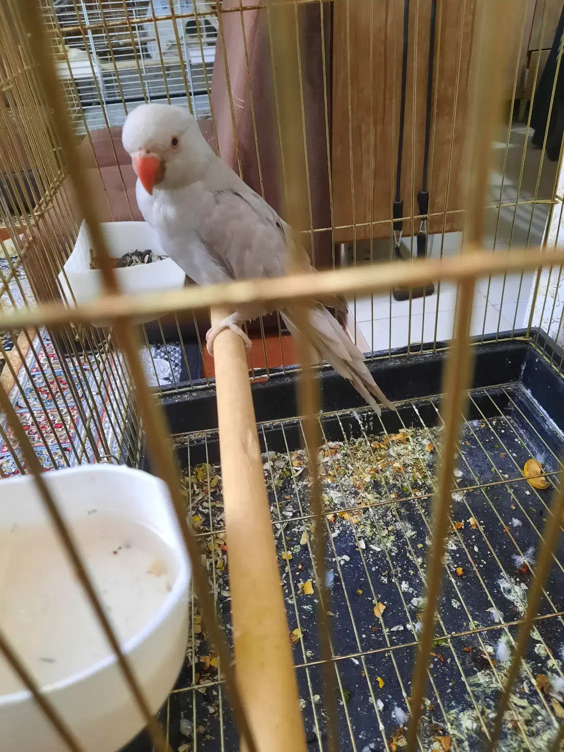 طوطی ملنگوی طوسی|پرنده|بروجرد, |دیوار