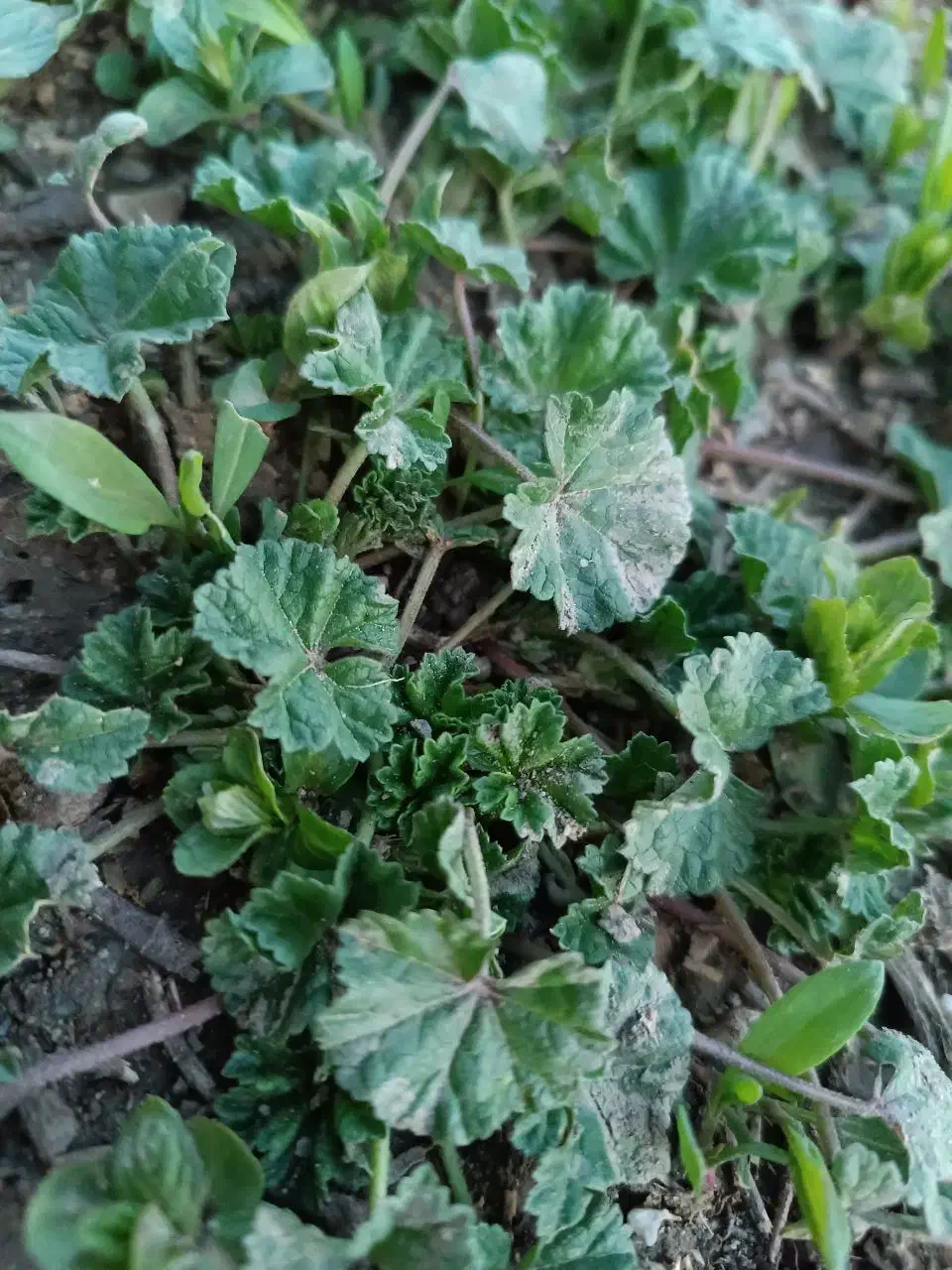 یک قطعه طلا گمشده|جواهرات|همدان, |دیوار