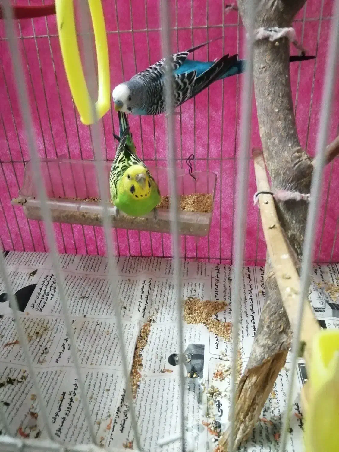 پرنده خوشکل زیبا|پرنده|مشهد, محمدآباد|دیوار