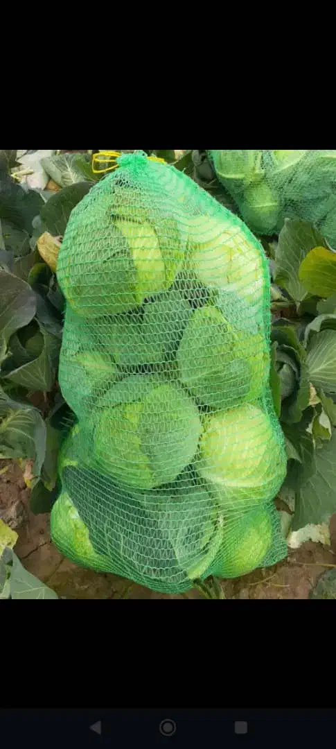 دزفول ایرانی|فعالیت داوطلبانه|اندیمشک, |دیوار