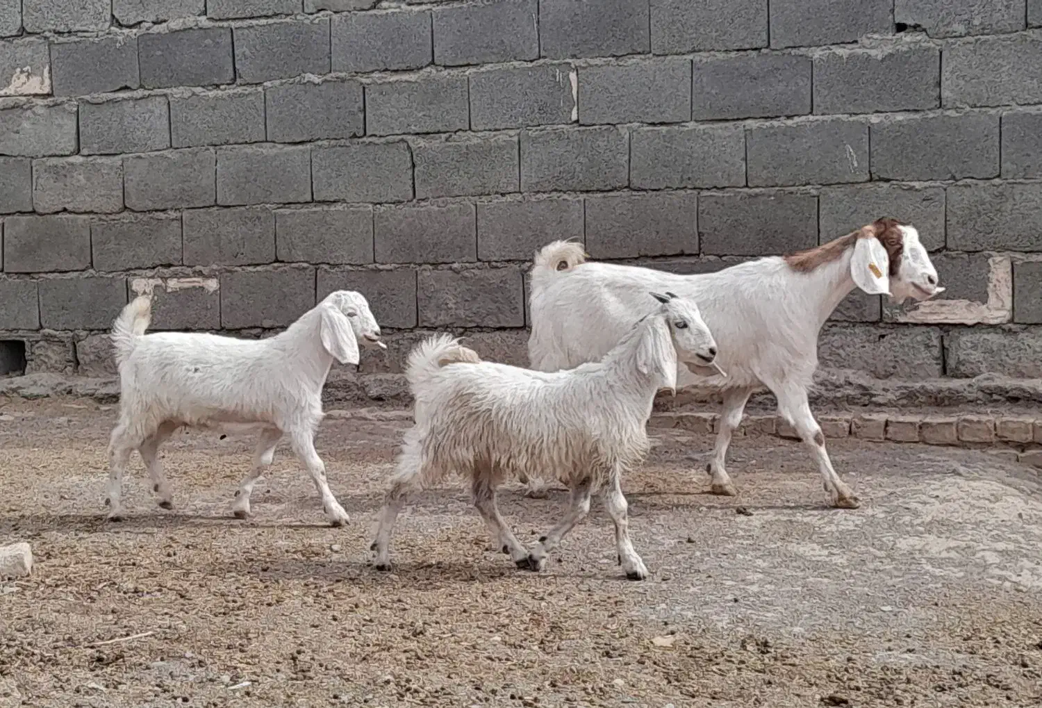 بزبزغالهدارجملیشیراسالممیشبره|حیوانات مزرعه|رضویه, |دیوار