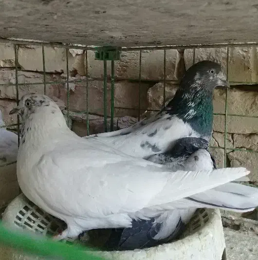 کفتر پرشی.خارجی.یزدی|پرنده|یزد, |دیوار