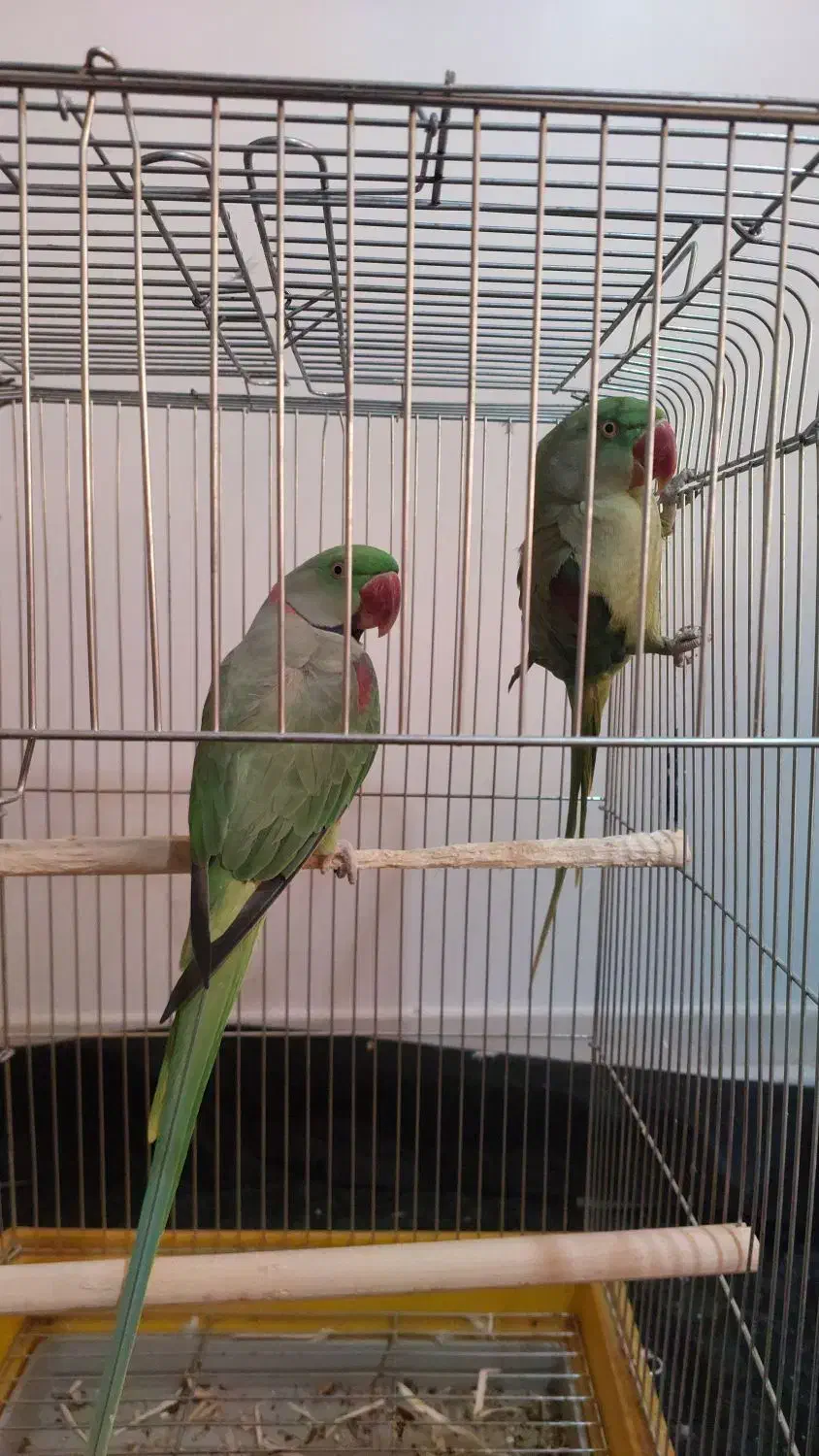 شاه طوطی ملنگو|پرنده|پیشوا, |دیوار