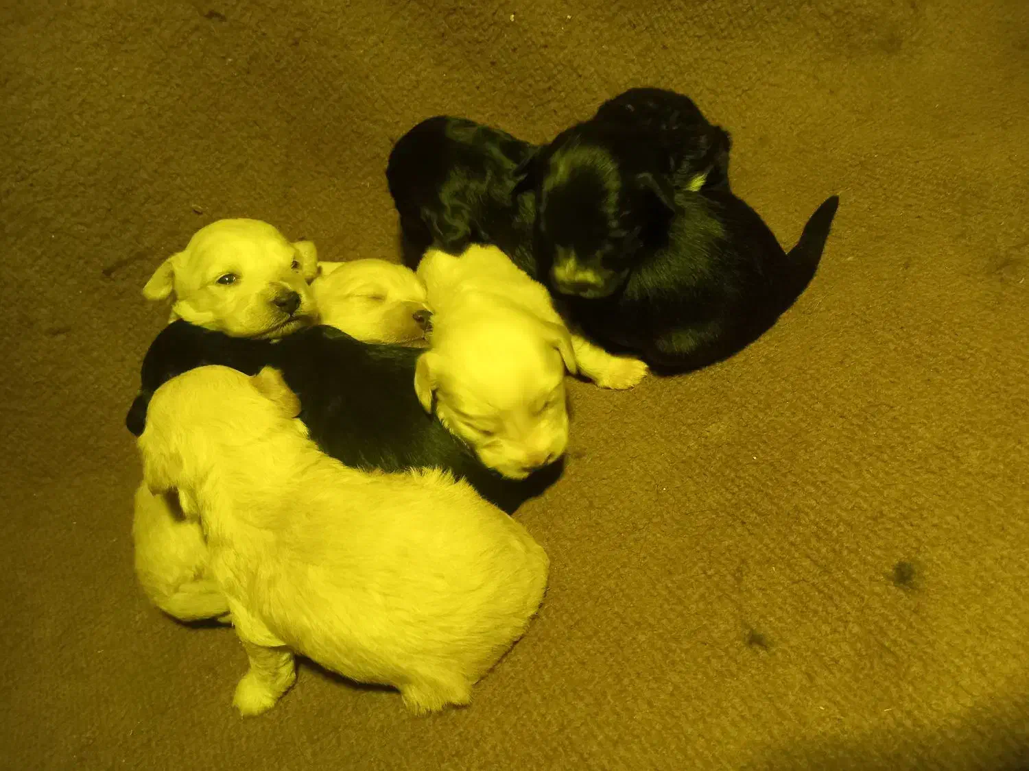 سگ ماده|سگ|زنجان, |دیوار