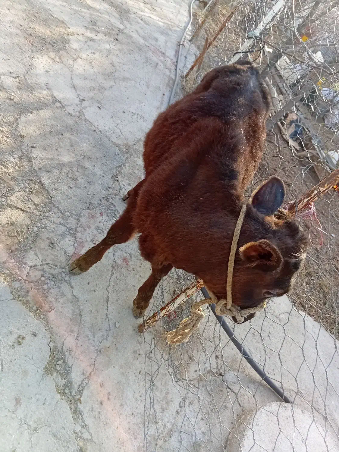 گوساله نر|حیوانات مزرعه|ایجرود, |دیوار