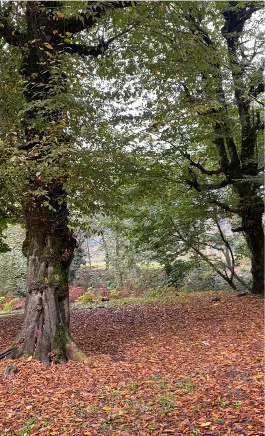 فروش زمین تماما مسکونی داخل بافت|فروش زمین و ملک کلنگی|لاهیجان, آهندان|دیوار