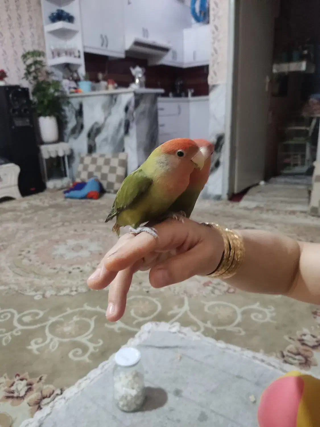 یه جفت طوطی کوتوله سخنگو|پرنده|مشهد, قائم|دیوار