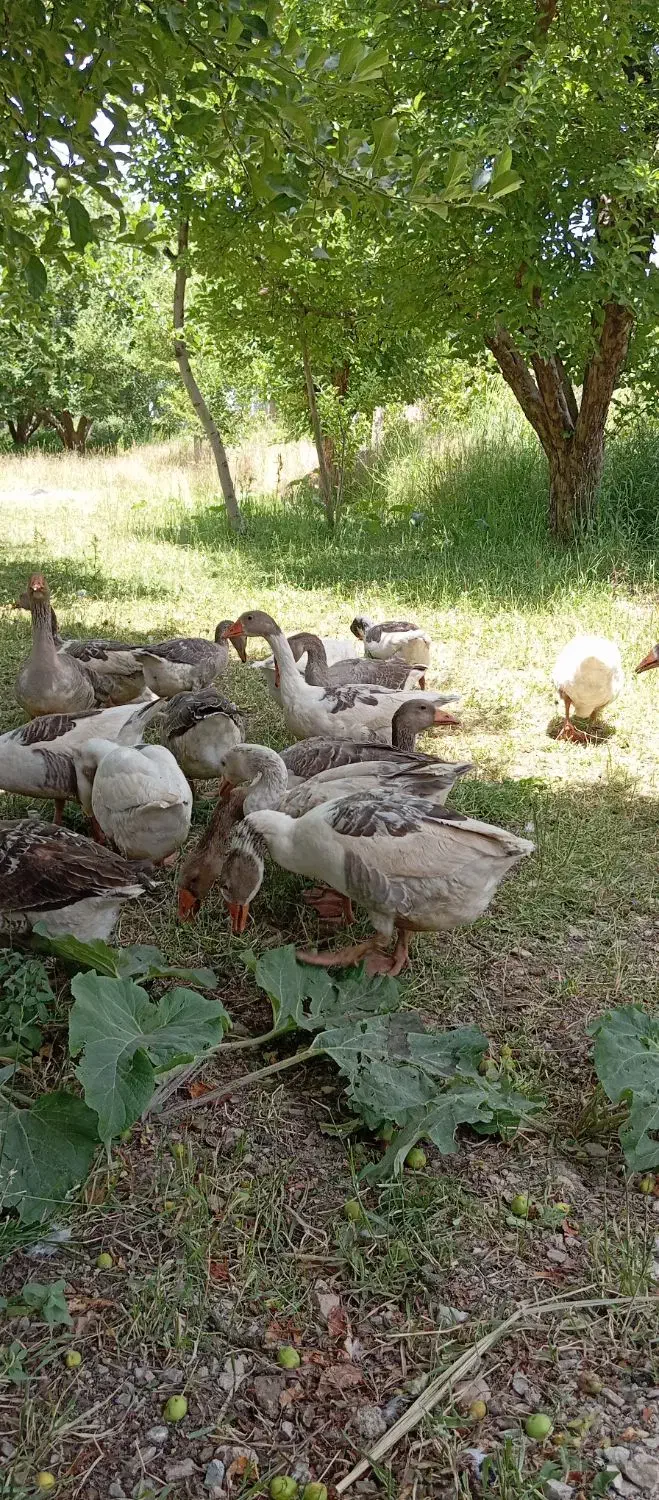 غاز محلی و قو غاز|حیوانات مزرعه|مهاباد (آذربایجان غربی), |دیوار