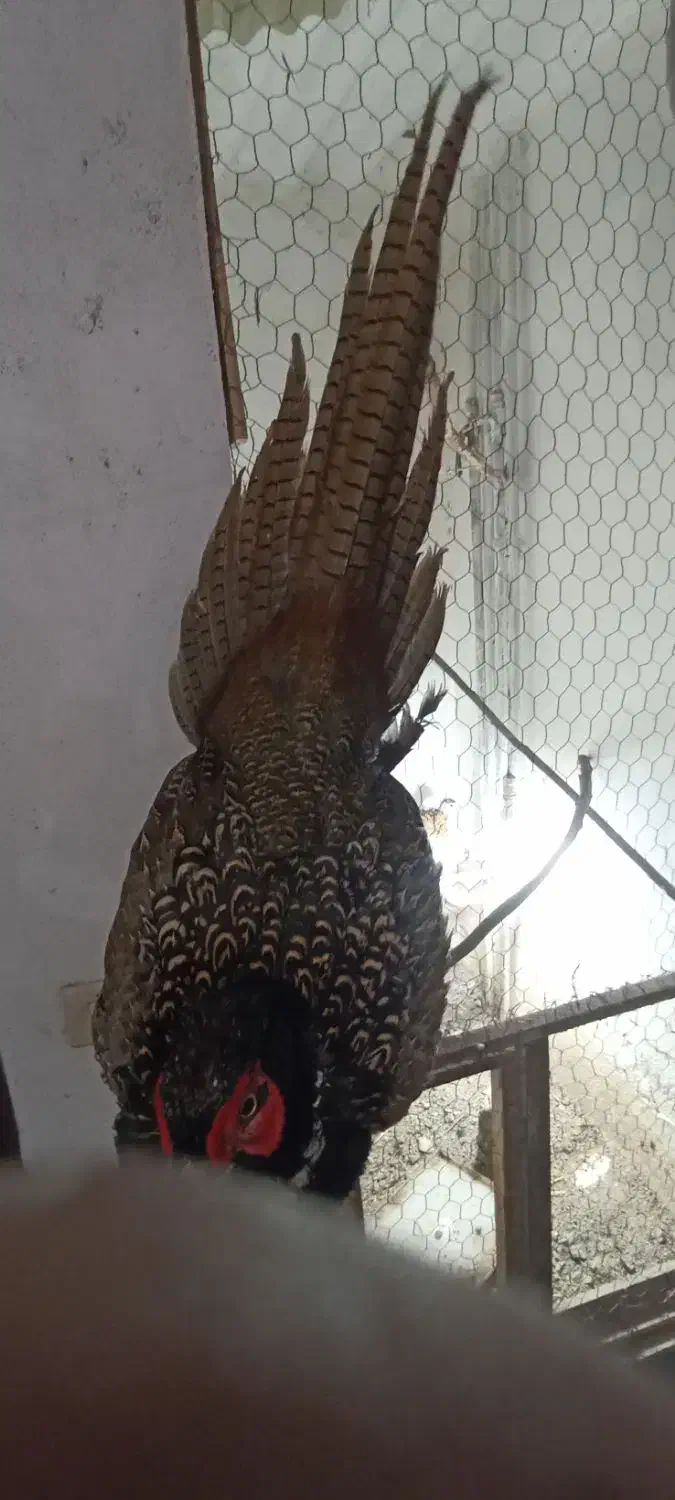 پرنده زینتی|پرنده|بابل, |دیوار