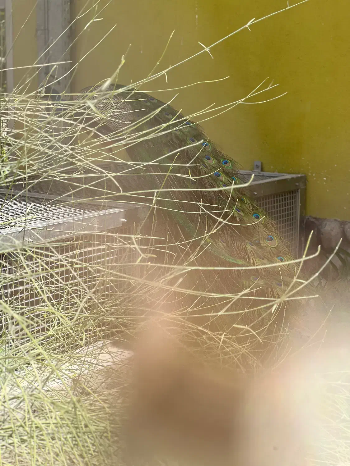 زمین فروشی در سهیلیه آغچهحصار|فروش زمین و ملک کلنگی|رامجین, |دیوار