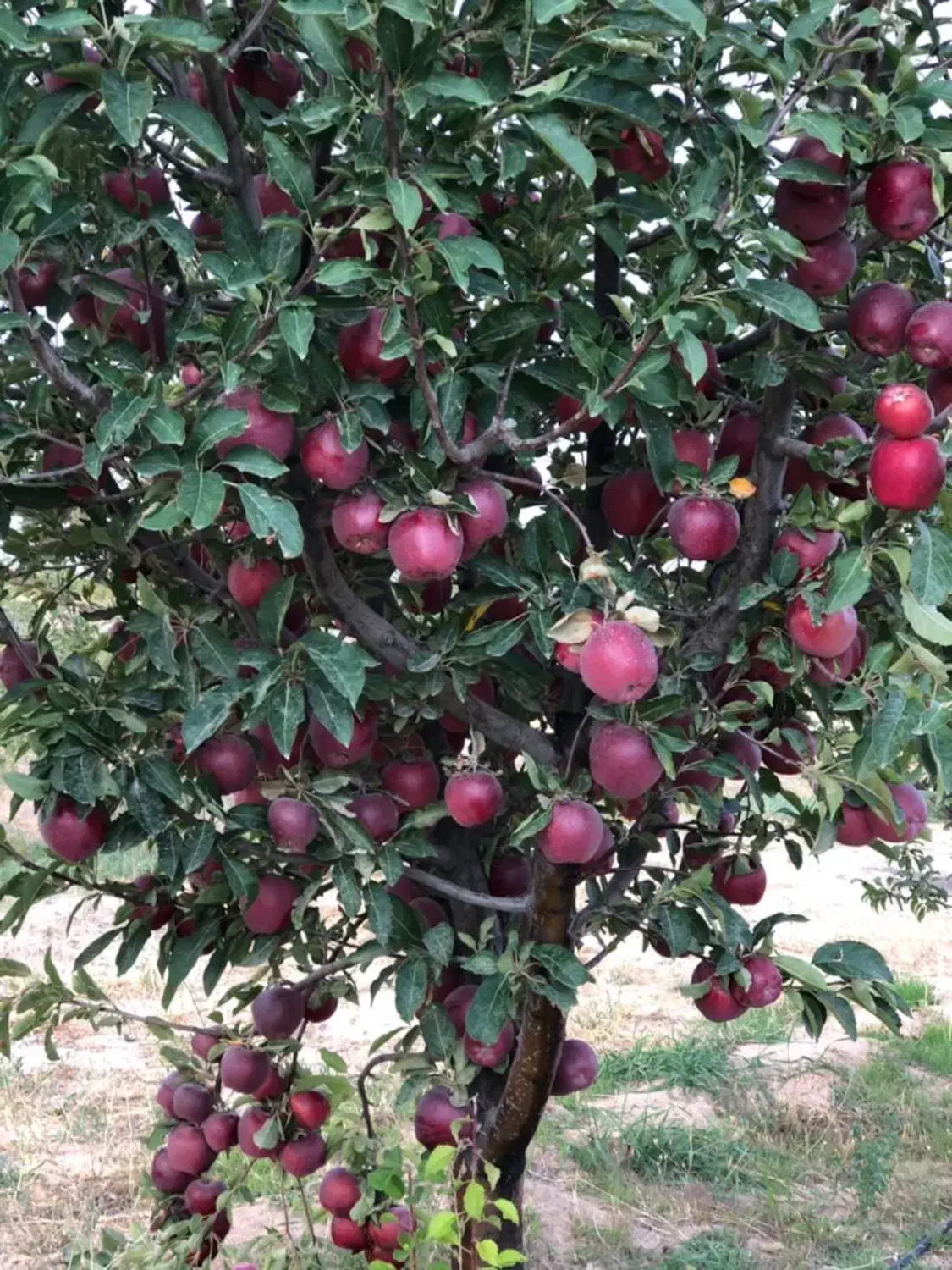 فروش دوهکتار باغ سیب و گردو و آلوچه|فروش زمین و ملک کلنگی|مراغه, |دیوار